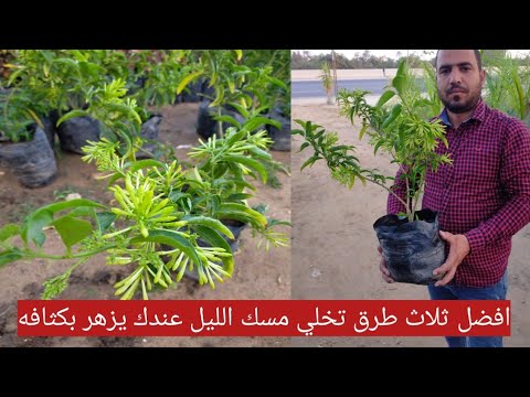 فيديو: لماذا لا يزهر الليلك الخاص بي: أسباب عدم ازدهار شجيرة ليلك أبدًا