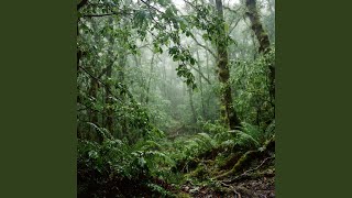 Calm Rainfall with Distant Thunder in Quiet Wilderness