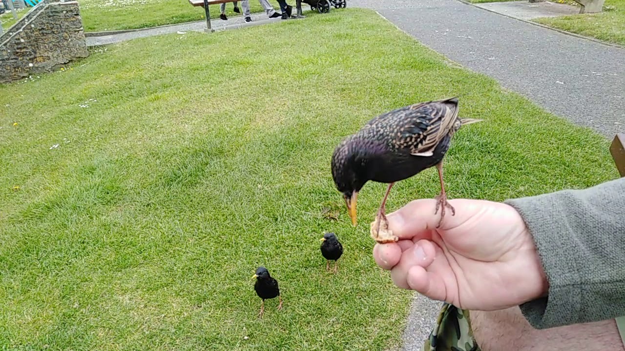 How To Get A Bird YouTube How To Get A Bird YouTube