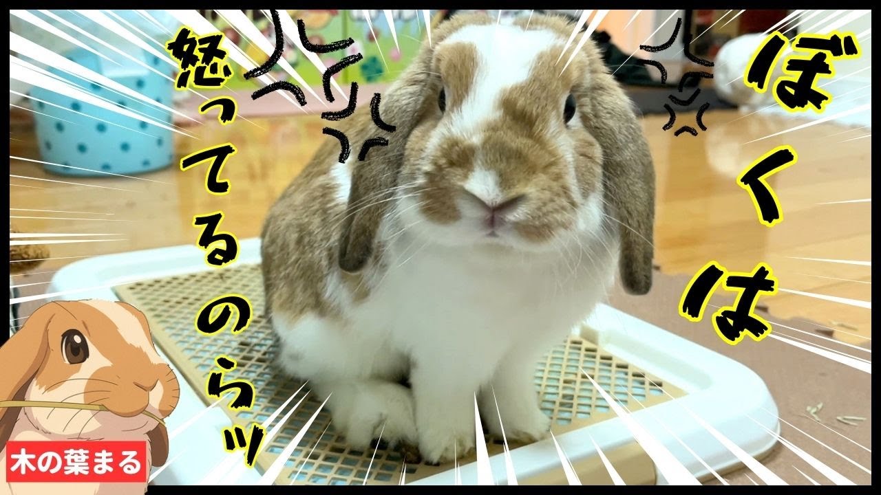 温厚なうさぎのまるちゃんがママに猛抗議！？【ロップイヤー】 - YouTube