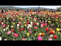 Тюльпанове поле в Мамаївцях