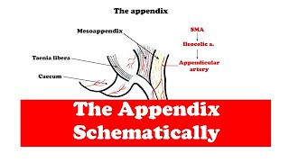 Famous The Appendix Profile
