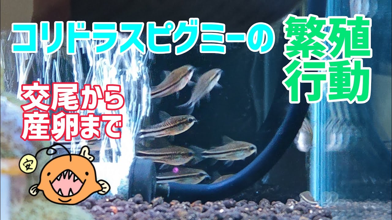 今がシーズン！コリドラスピグミーの繁殖行動