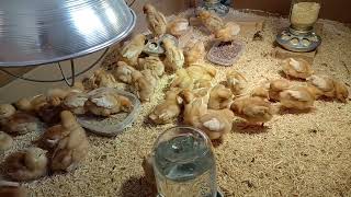 Baby Chicks Day 7 - Long Video