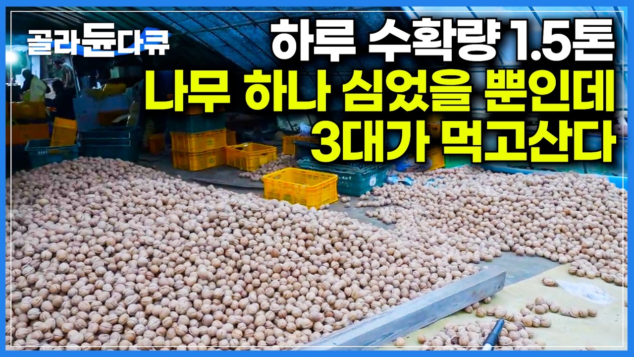 아버지가 심은 나무 하나로 손자까지 3대가 먹고산다｜수확은 길어야 일주일. 하루에 1.5톤씩 2000그루 호두나무 털어냈더니｜일꾼들 대부분이 외국인인 이유｜극한직업｜#골라듄다큐