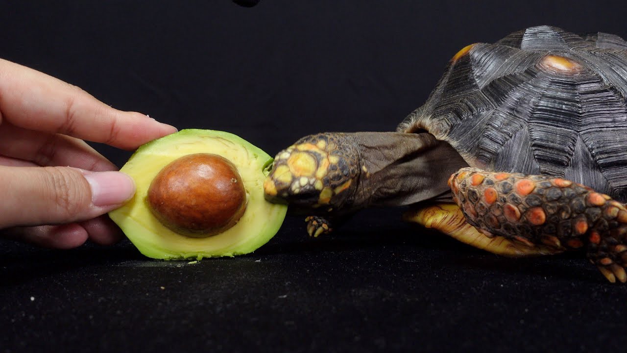 아보카도 거북이 먹방 (풋) / ASMR / TORTOISE avocado EATING (FOOT) YouTube