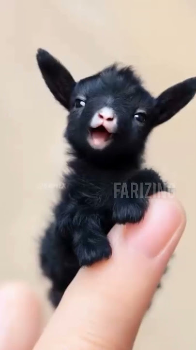 Parrot x Goat #ai #aivideo