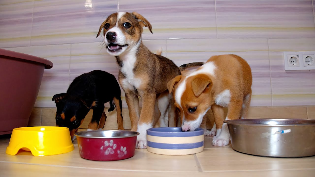 Yummy yummy! Sweet Rescued Puppies Wagging their Tails non stop