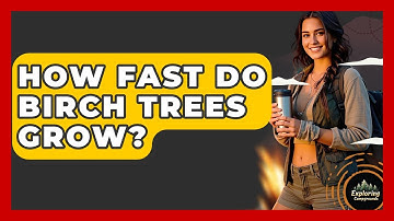 How Fast Do Birch Trees Grow? - Exploring Campgrounds
