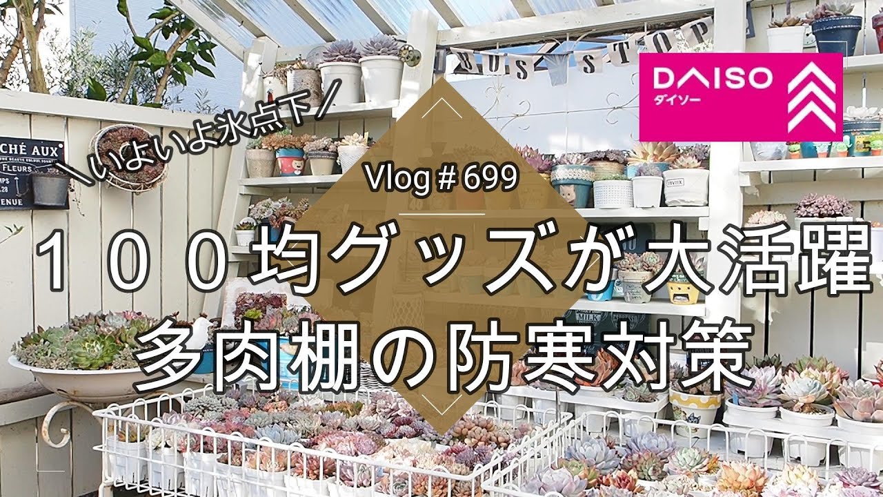 Vlog 699] [Succulents] It's finally below freezing! 100 yen store