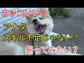 なぜ飼っちゃう？スキル不足の犬！Dog Rescue A&R