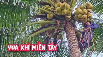 Vua Khỉ đi cả 100km để cưa hạ gốc 2 cây Dừa.