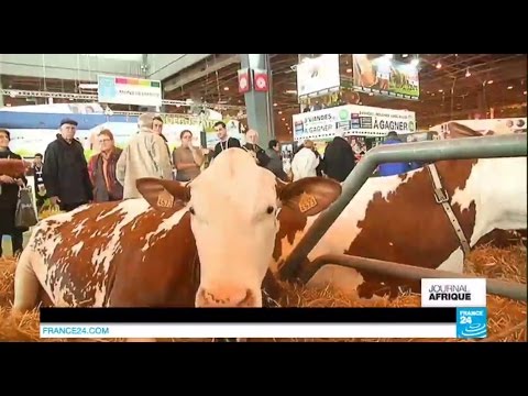 Vidéo: Différence Entre La Vache Jersey Et La Vache Holstein
