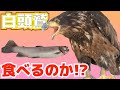 ハクトウワシにお魚丸ごとあげてみたら迫力がすごすぎた I gave the whole fish to the bald eagle