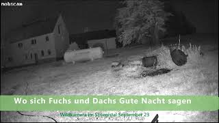 Dachs jagt Fuchs - Wildkamera im Striegistal