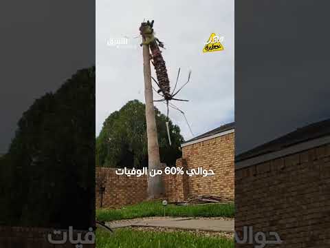مهنة قطع الأشجار: مخاطر عالية وأجور متفاوتة عالمياً