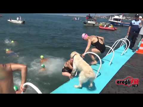 Bir köpeğin dostluğu  Sahibinin arkasından denize atladı