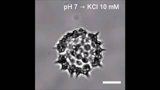 Transformation of Hard Pollen into Soft Matter: S2 KCL single screenshot 4