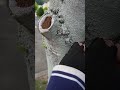 カメムシを臭くならずに触る方法を発見!!!!