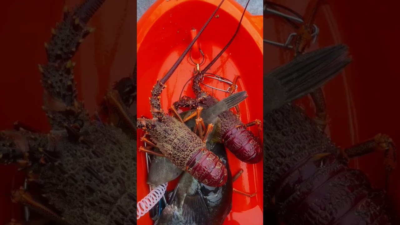 coromandel Whangamata crayfish/뉴질랜드 크레이피쉬/