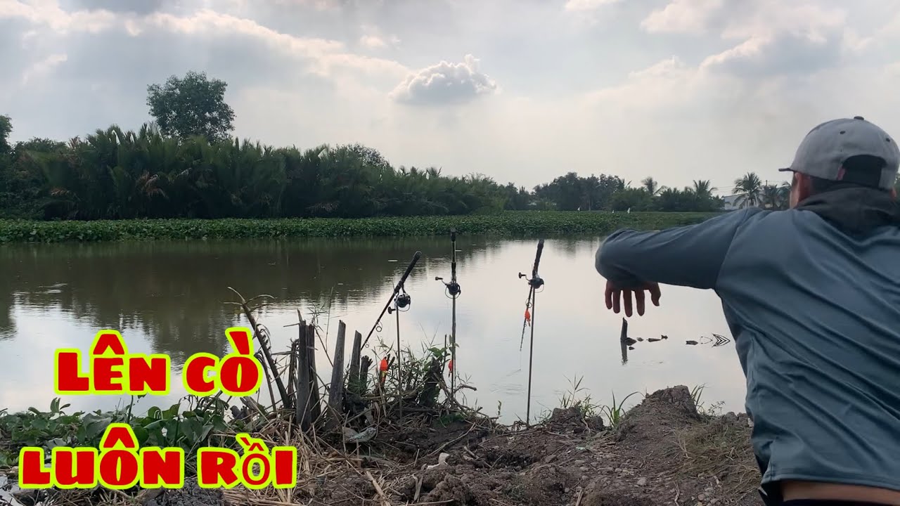 Câu Cá Tra Sông Bãi Cá Bự Cá Ăn Câu Đã Thiệt | Fishing Miền Tây