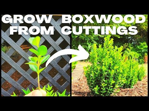 Video: Boxwood Cutting Propagation - Tips for Ta Boxwood Cuttings