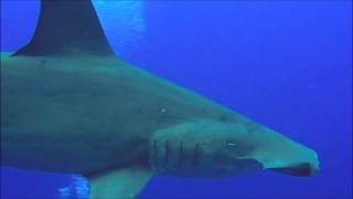 Hammerheads in Daedalus Reef, Read Sea, Egypt