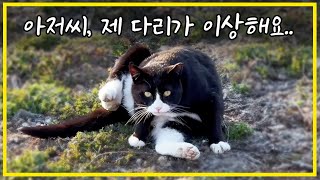 A stray cat in the Korean countryside has an injured leg and refuses to eat. What happens to him? by 배은망덕고양이들 88,106 views 3 weeks ago 19 minutes