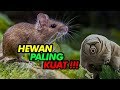 Ribuan Tikus Masih Hidup Meski Dibom Nuklir Sekalipun, Jangan Remehkan Meski Tubuhnya Kecil