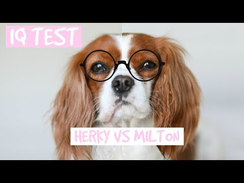 TESTING OUR DOGS&rsquo; INTELLIGENCE | DOG IQ TEST | Herky vs Milton