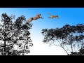 Leopard jumps on the tree to attack monkey  fierce battle of baboon in india   snake vs lizard