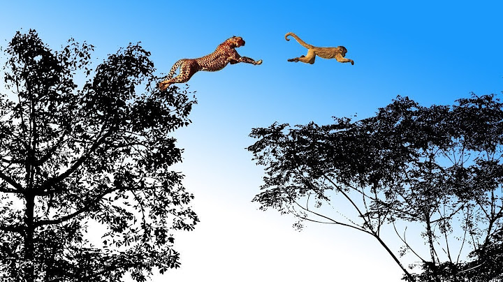 Leopard Jumps on The Tree to Attack Monkey - Fierce Battle of Baboon in India |  Snake vs Lizard