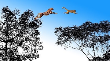 Leopard Jumps on The Tree to Attack Monkey - Fierce Battle of Baboon in India |  Snake vs Lizard