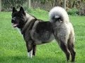 معلومات عن كلب الاكيتا AKITA DOG BREED