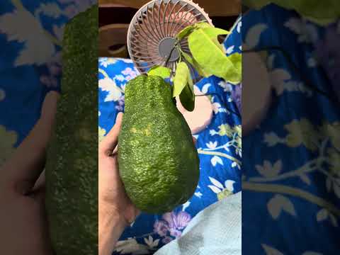 বিশ্বের সবচেয়ে বড় লেবু 🍋 #entertainment #trending #shorts