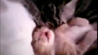 Motherhood _ little cat have a bad dream
