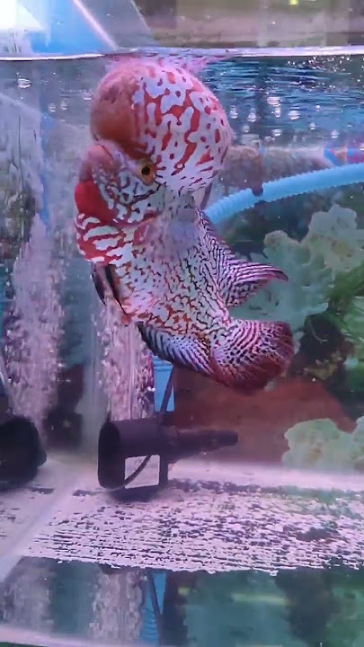 VIP grade King kamfa flowerhorn