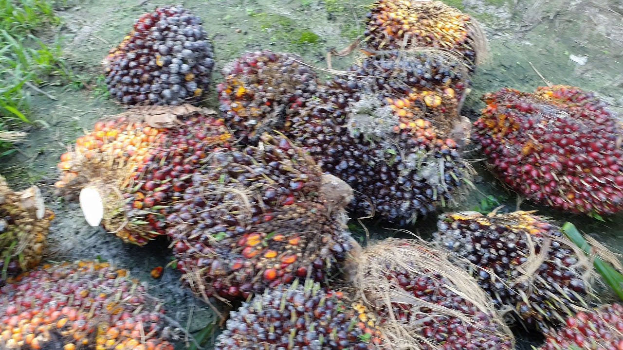 Panen 3 150Kg 184 tandan kelapa  sawit dari lahan 2Ha Ppks 