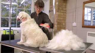 Cepillos de muda FURminator para perros - YouTube