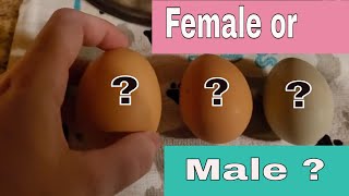 Old timer way of determining male chicken eggs from female