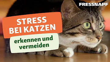 Wie erkennt man Stress bei Katzen?