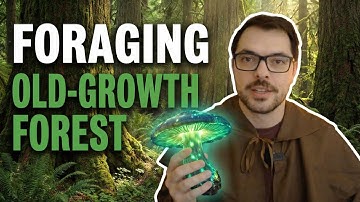 Foraging Guide to Enhance Your Campaign - Old Growth Forest