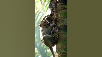 Python snake catch Monkey up a coconut tree #new #wildlife #ytshorts #hunting #python #eating