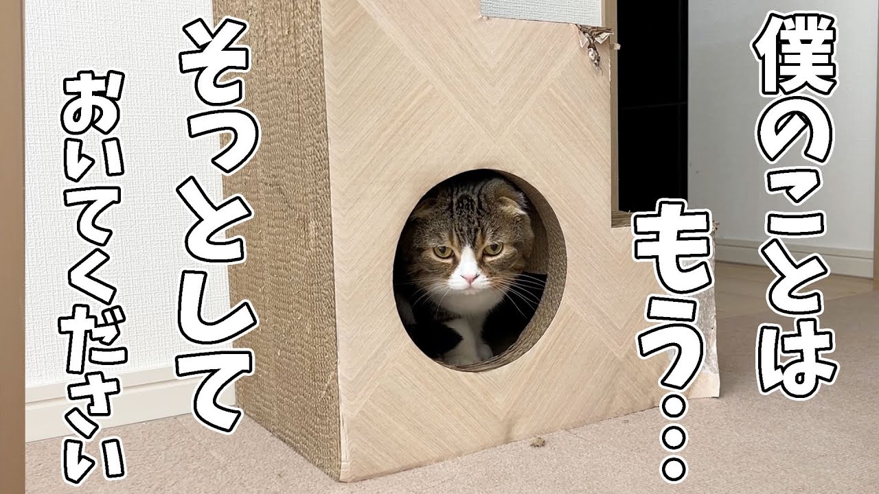 こもも子猫 ねこ (@neko_musk) / X