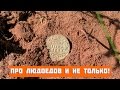 Про людоедов и не только! В поисках золота!