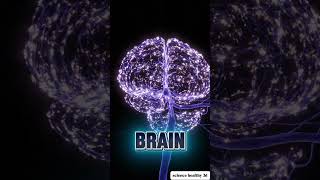 “What Happens In Your Brain While You Sleep? 😳”