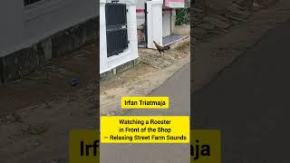 Watching a Rooster in Front of the Shop — Relaxing Street Farm Sounds #rooster #relaxingsounds screenshot 5