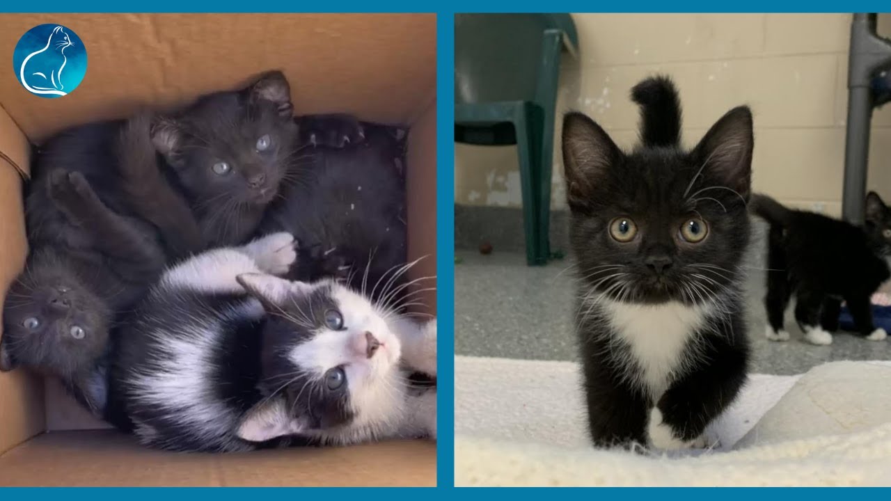 A Box Full Of Kittens Has Been Found By Some Girls in The Middle Of The