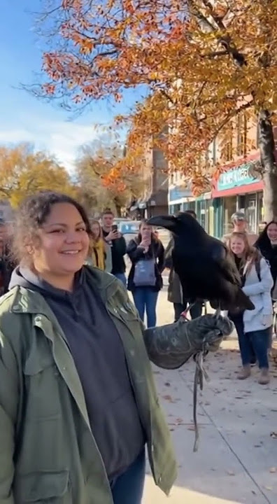 Download lagu The Crow Just Spoke 💀 #shorts #funny #talkingcrow #epic