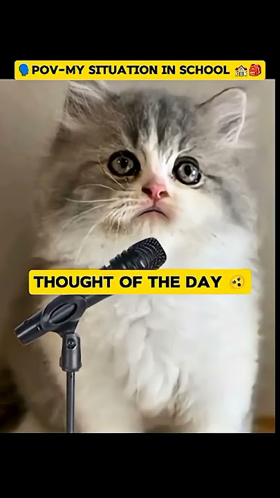 my situation in school. #cat